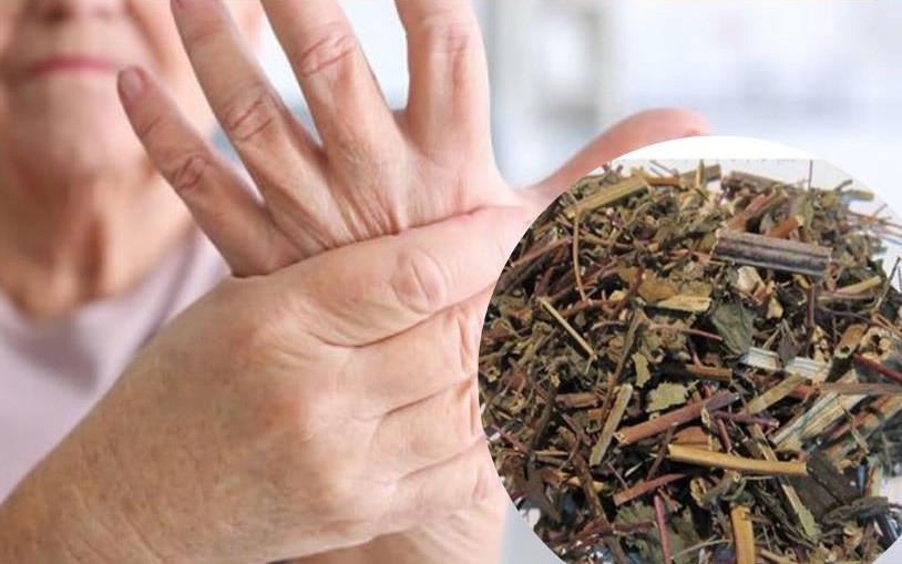 Loài cây mọc hoang nhưng lại rất tốt trong điều trị đau nhức xương khớp