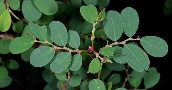 4 bài thuốc chữa bệnh từ lá cây phèn đen