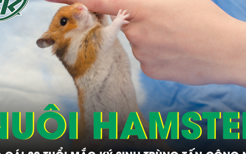 Nuôi chuột hamster, cô gái 30 tuổi mắc ký sinh trùng tấn công não
