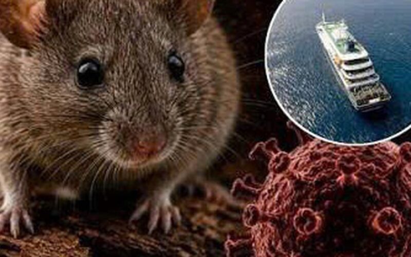 Điều gì khiến Hantavirus trở thành mối lo y tế dù ít gặp?