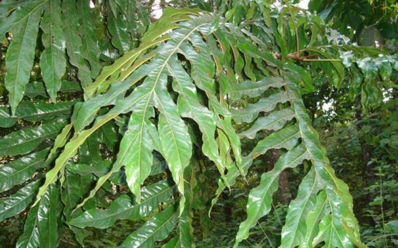 Loại cây mang tên kỳ bí và những tác dụng sức khỏe bất ngờ