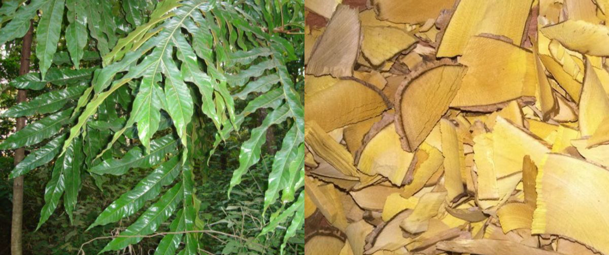 Loại cây mang tên kỳ bí và những tác dụng sức khỏe bất ngờ- Ảnh 1.