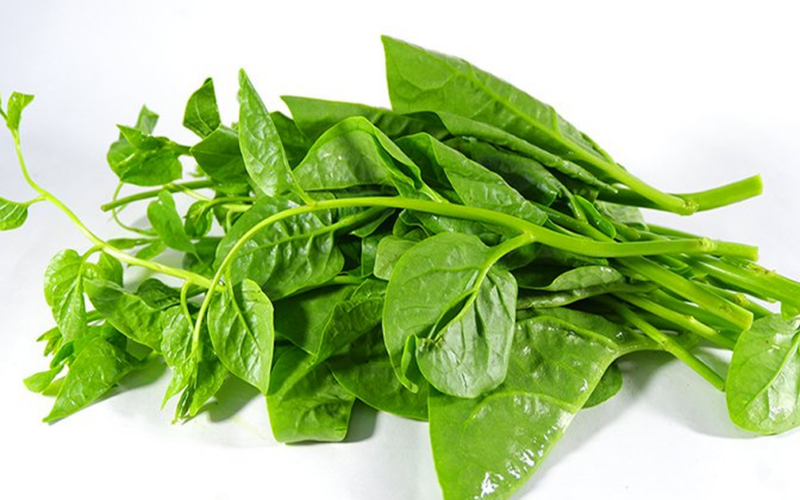 5 vị thuốc quen thuộc giúp giảm nóng trong, táo bón mùa hè