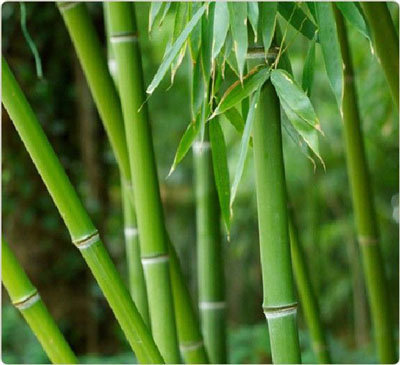 Tác dụng chữa bệnh của lá tre
