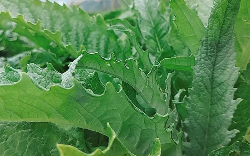 Ngoài hoa, lá atiso có tác dụng gì với sức khỏe?