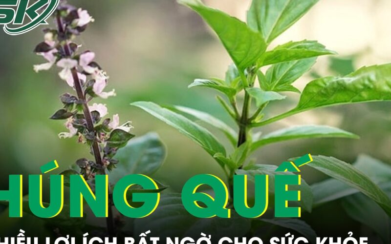 Ăn húng quế thường xuyên có thể mang lại nhiều lợi ích bất ngờ cho sức khỏe