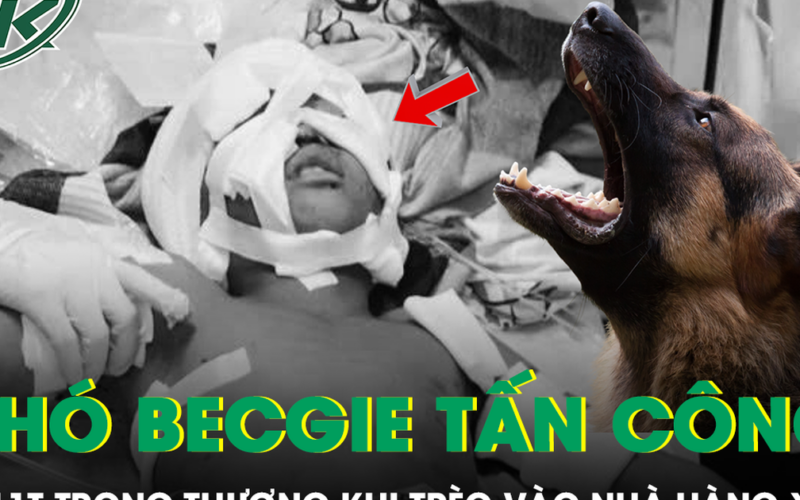 Bé 11 tuổi bị chó becgie tấn công trọng thương khi trèo vào nhà hàng xóm chơi