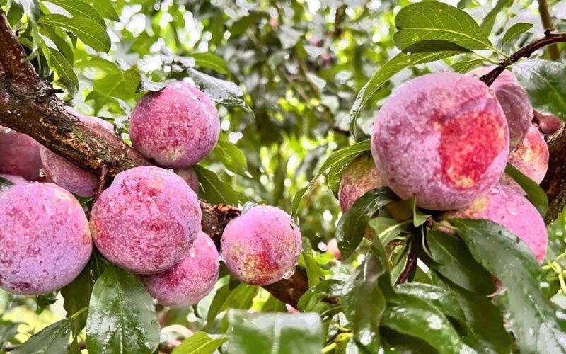 Mận đang vào mùa, 5 nhóm người nên hạn chế ăn để bảo vệ sức khỏe