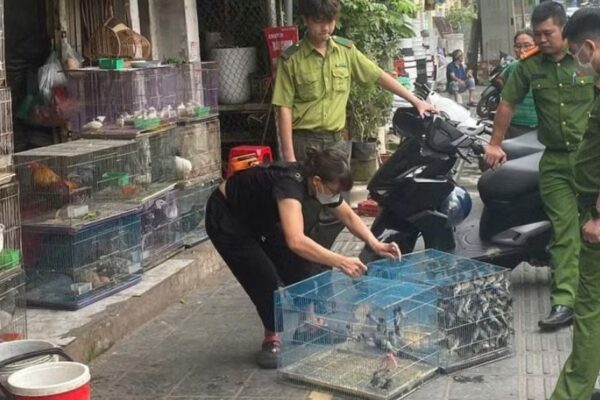 Cảnh báo nạn săn bắt chim để nuôi làm cảnh có thể bị xử phạt nặng