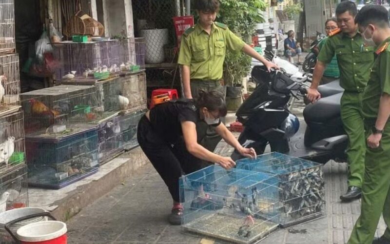 Cảnh báo nạn săn bắt chim để nuôi làm cảnh có thể bị xử phạt nặng