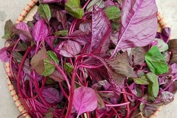 5 lý do để ăn rau dền ngay hôm nay