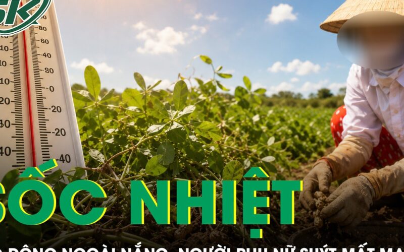 Nhổ lạc giữa trời nắng, người phụ nữ suýt mất mạng vì sốc nhiệt