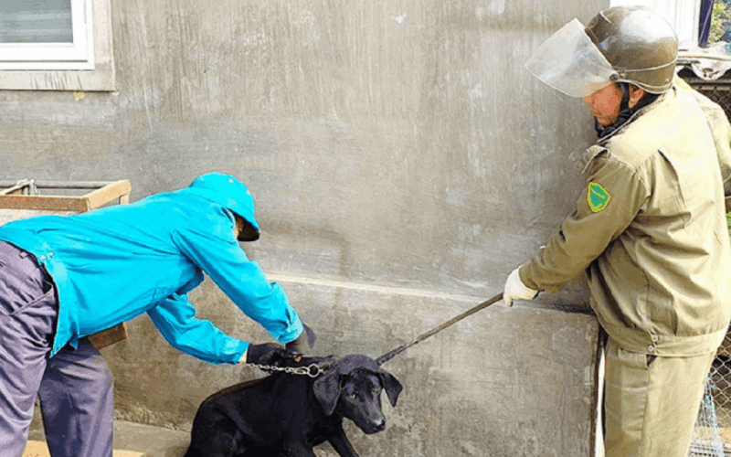Hà Tĩnh tăng cường các giải pháp phòng, chống bệnh dại
