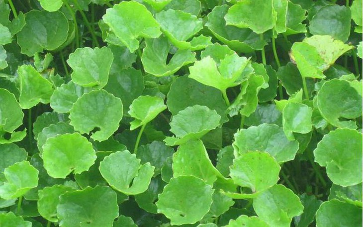 Bí quyết làm nước rau má đậu xanh giải nhiệt mùa hè- Ảnh 3.