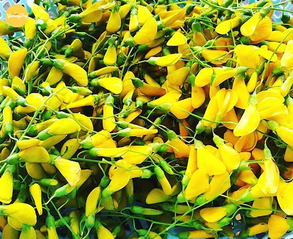 Tác dụng của hoa và cây điên điển- Ảnh 1.