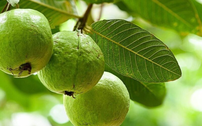 Ăn 1 quả ổi vào buổi sáng có tác dụng gì? 5 lý do bạn nên thử ngay
