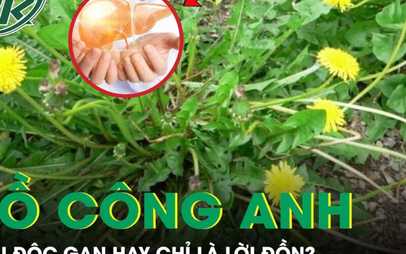 Rễ bồ công anh: ‘Thần dược’ giải độc gan hay chỉ là lời đồn?