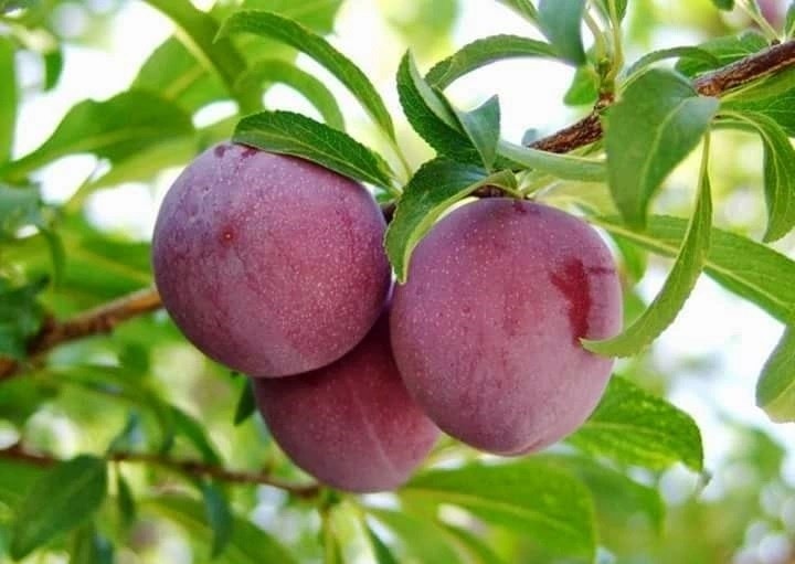 QUẢ MẬN LÀM THUỐC - Ảnh 1.