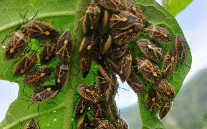 Ăn bọ xít bắt ven sông, 6 người ở Thanh Hóa nhập viện